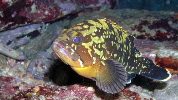 Agia Pelagia: Introduction to Scuba Diving Experience