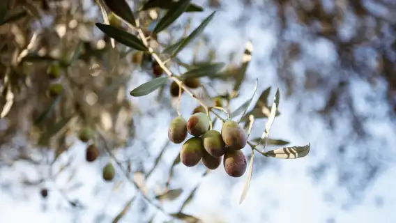 Tivoli: Entrance Ticket to Villa Adriana & App Audioguide