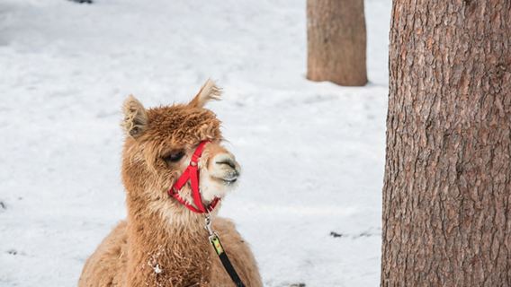 Gyeonggi-do|Alpaca World X Nami Island X Gangcheon Rail Bike