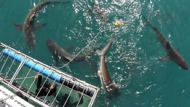 2-Hour Shark Cage Diving and Snorkeling Experience in Simon's Town, Cape Town, South Africa