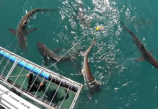 2-Hour Shark Cage Diving and Snorkeling Experience in Simon's Town, Cape Town, South Africa