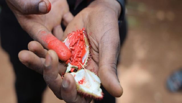 Discover the Flavours of Zanzibar - Half-Day Private Spice Farm Tour