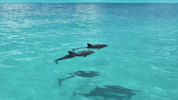Key West Dolphin Watch and Snorkel Tour - Eco Adventure