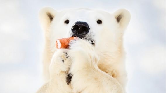 one-day tour to Ranua Wildlife Park in Rovaniemi, Finnish Lapland