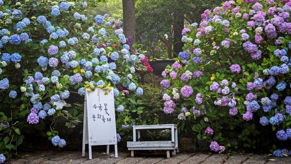 Busan Taejongdae Hydrangea X Songdo Sea cable car X Gamcheon Culture Village X Gwangalli Beach