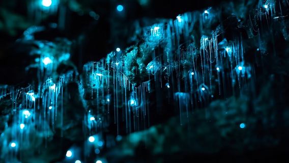 Glow-worms, Waterfalls & Rainforest Experience