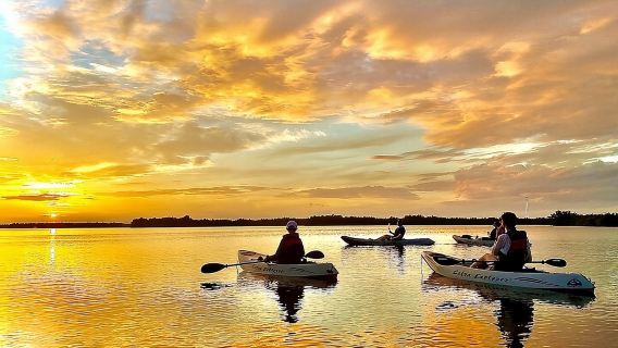 Excursion au coucher du soleil dans la mangrove, observation des dauphins et des lamantins : n° 1 à Cocoa Beach