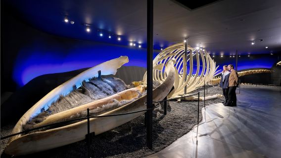 Iceland + Húsavík + Húsavík Whale Museum + Lake Myvatn + Krabla Volcano