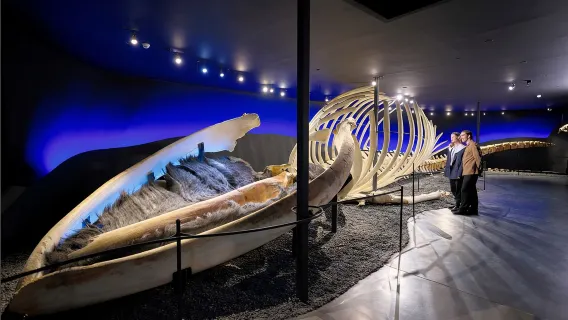 Iceland + Húsavík + Húsavík Whale Museum + Lake Myvatn + Krabla Volcano