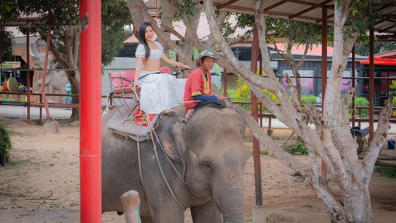 Elefantenlager Wunderland Niedlicher Elefant Halbtagesausflug