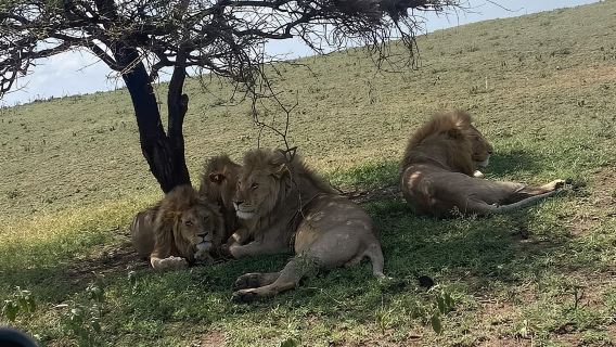 1. Safari hari ke Mikumi dengan Kereta Api dari dar es salaam