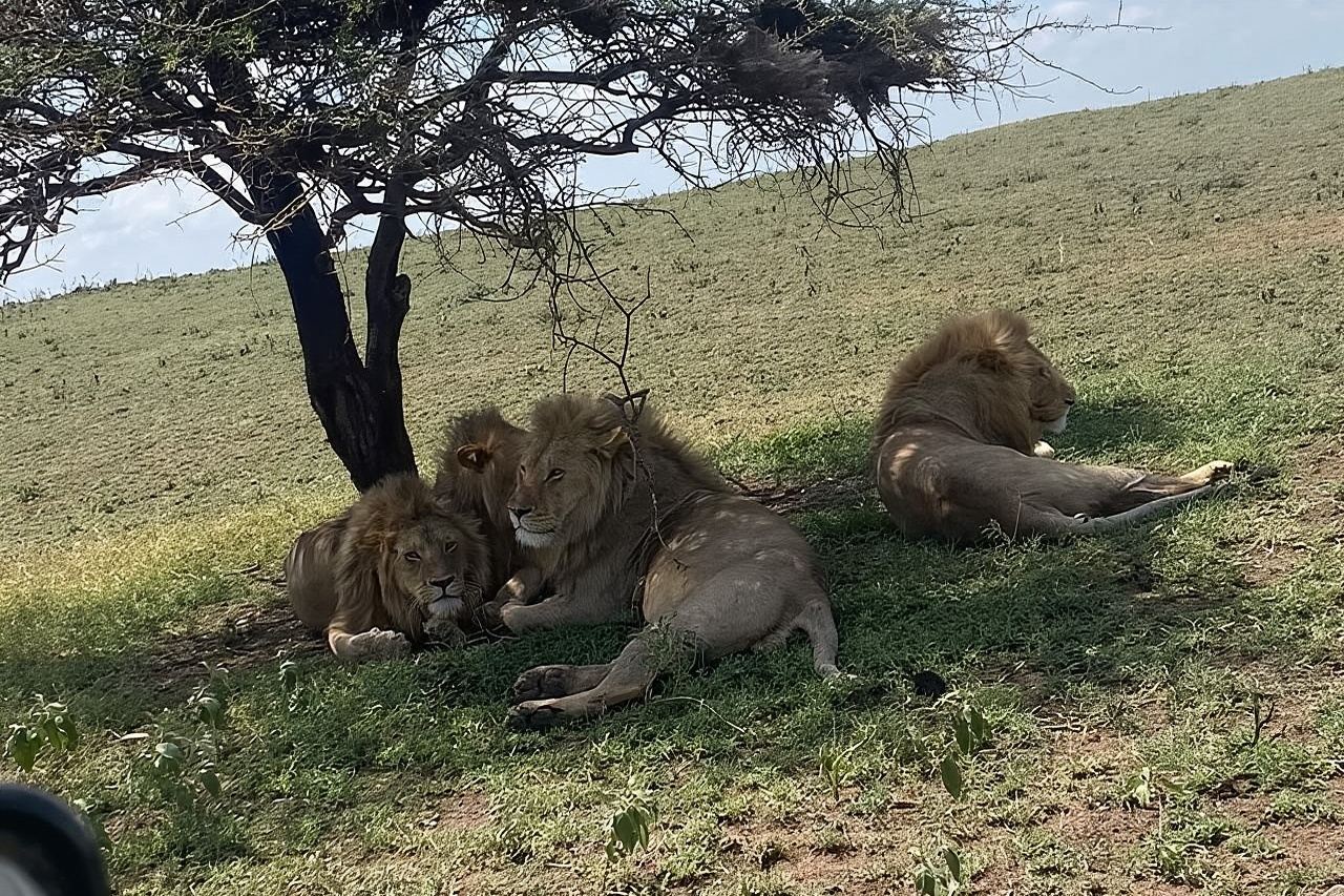 1. Safari di un giorno a Mikumi in treno da Dar es Salaam