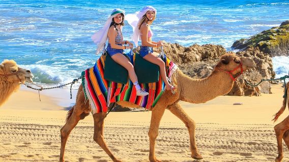 Combo Camel Beach Ride and UTV 4X4 Cabo Adventure, Tequila &