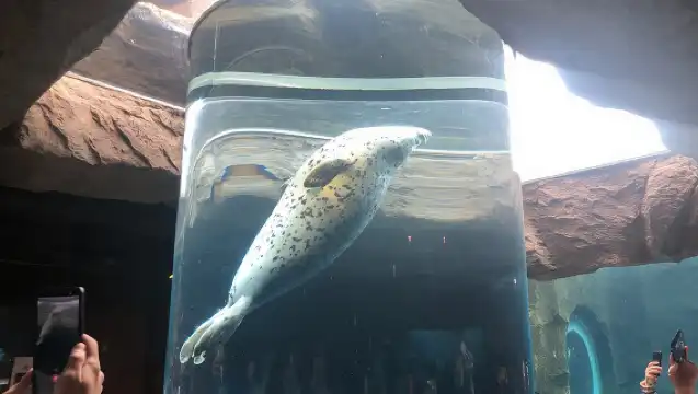 【駕駛】旭山動物園、青池、白須瀑布、寧格爾露台（從札幌出發）