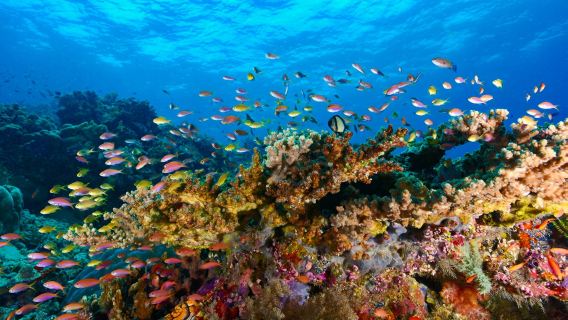 馬來西亞仙本那+馬布島潛水考證水肺OW考證/AOW考證4-7天【包含機場接送】