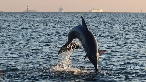 1.5-hour Dolphin Sightseeing Cruise from Tampa