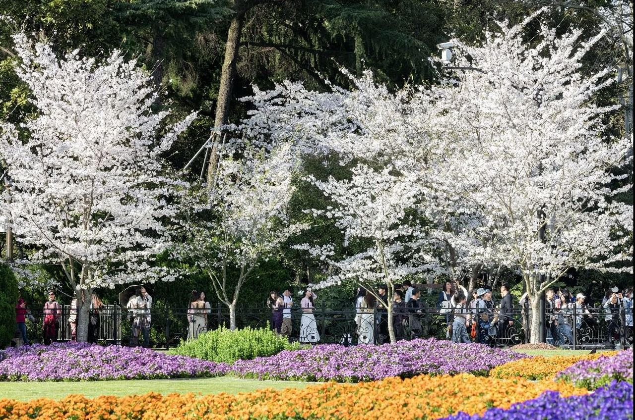 [Noleggio con conducente esclusivo personalizzato/Guida a Shanghai] Foresta del Parco della Gioventù + Parco Lu Xun + Via Duolun + Via Sweet Love