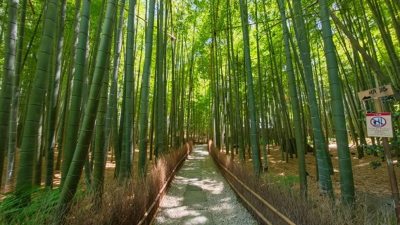 Kamakura Zen: Great Buddha, Nature, Bamboo & Samurai Culture
