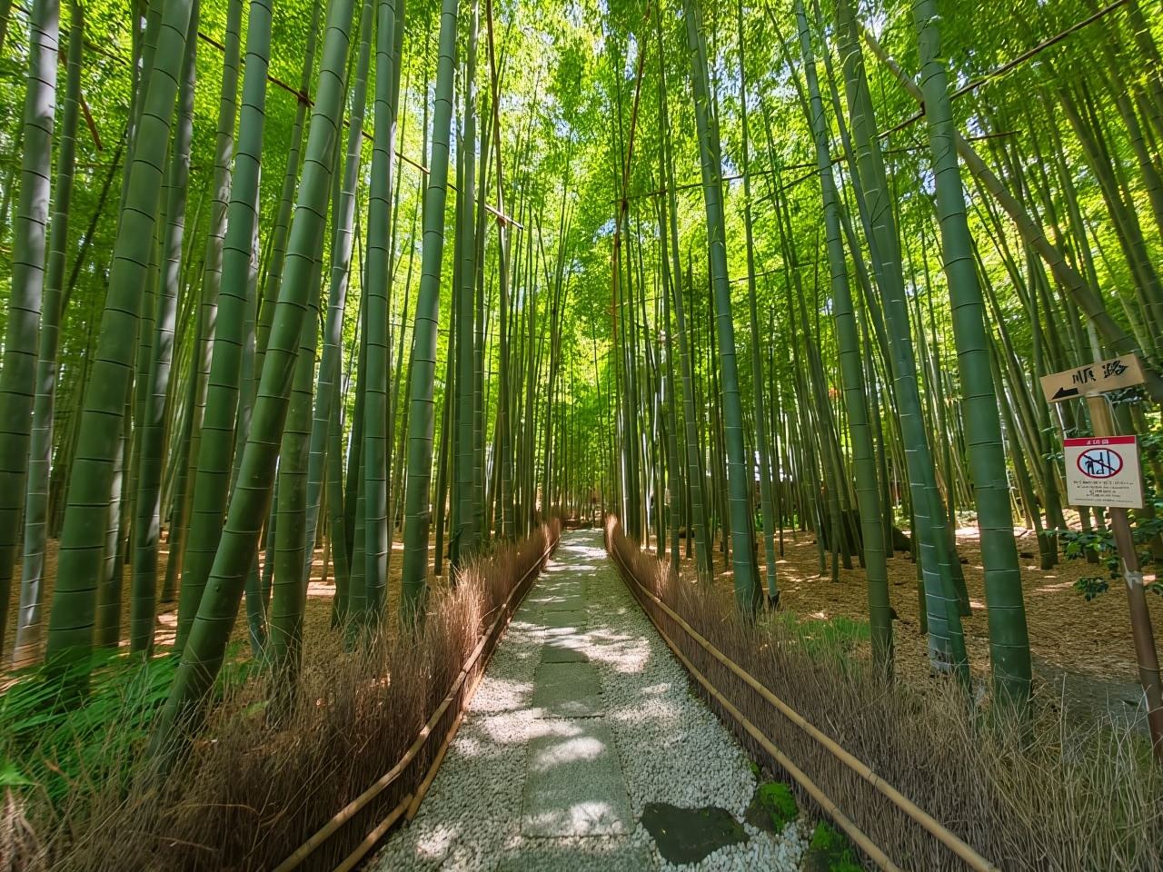 Kamakura Zen : Grand Bouddha, nature, bambou et culture samouraï