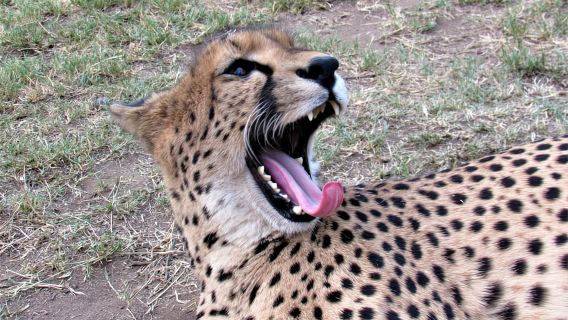 Hazyview: Blyde River Boat & Reptile Park Tour