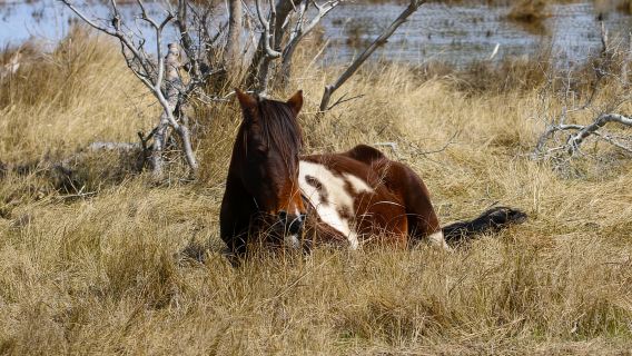 Chincoteague: Premier Pony & Wildlife Small Group Boat Tour