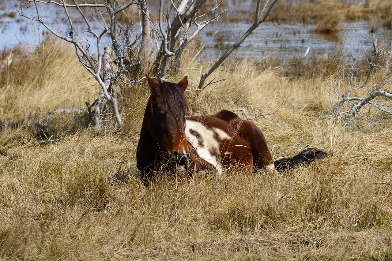Chincoteague: Erstklassige Pony- und Wildtier-Bootstour in kleiner Gruppe