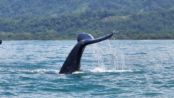 Uvita: Tour ngắm cá voi tại Công viên quốc gia Marino Ballena