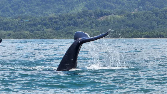 Uvita: Tur Pengamatan Paus di Taman Nasional Marino Ballena