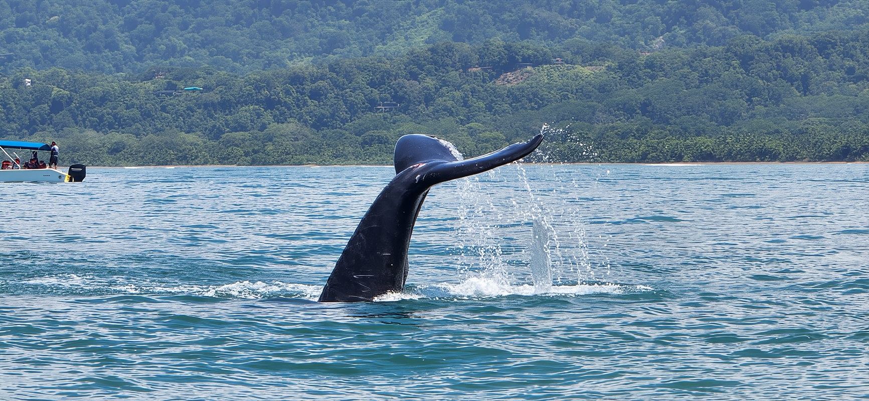 Uvita: Whale Watching Tour in Marino Ballena National Park
