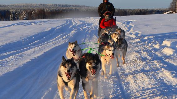 Luleå: Pandu pasukan Husky anda sendiri, 10km