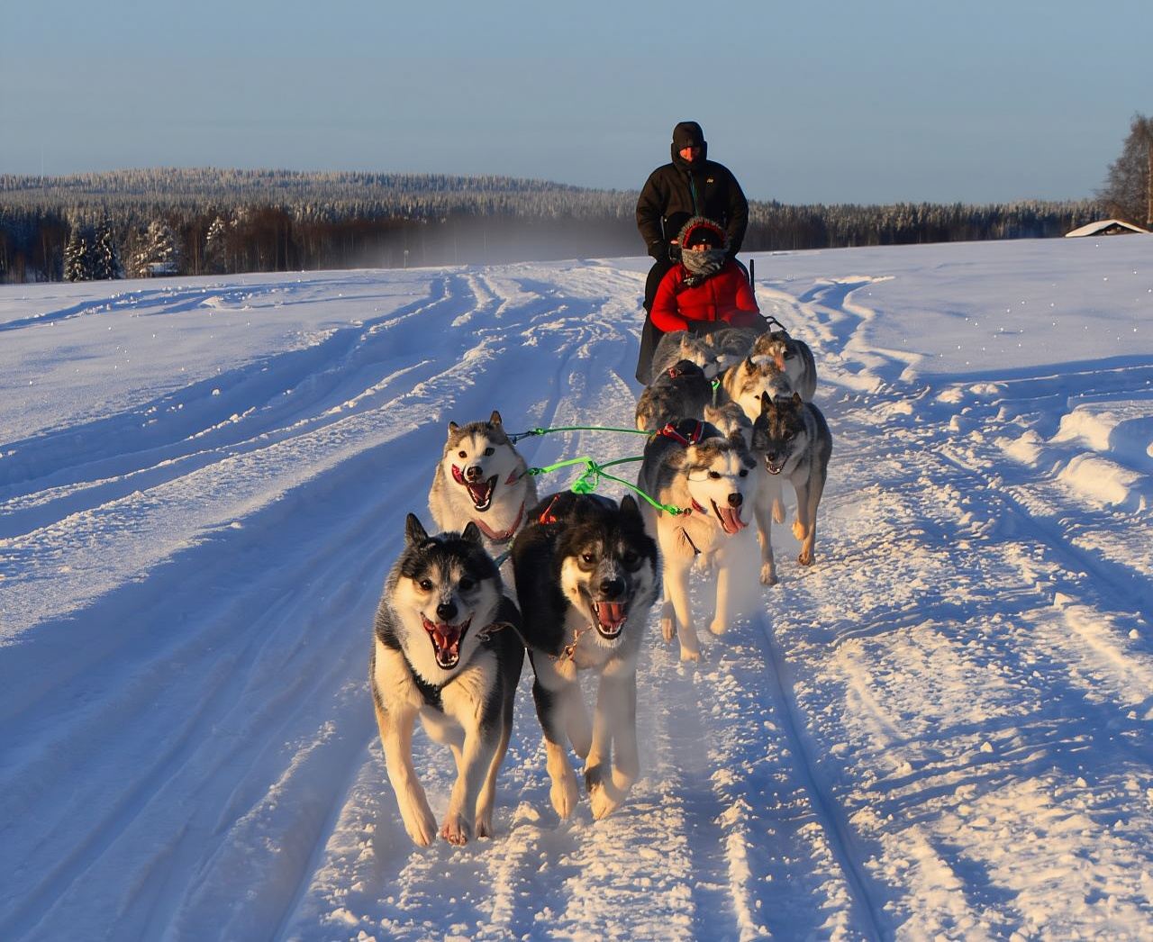 Luleå: Drive your own Husky team, 10km