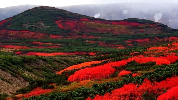 日本富良野青池+白鬚瀑布【中文司機/可訂多日】