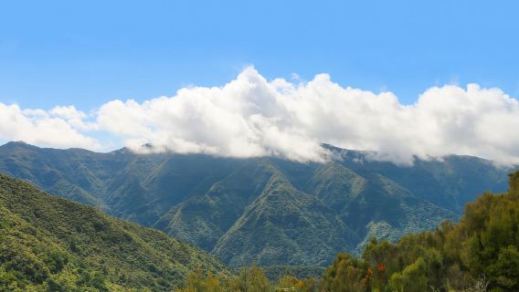 Madeira: passeggiata a Fanal e visita guidata alla spiaggia di Seixal