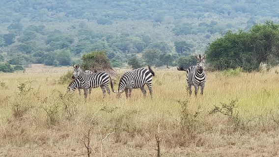 Pemanduan Permainan Taman Negara Akagera Sehari dengan Pilihan 4x4