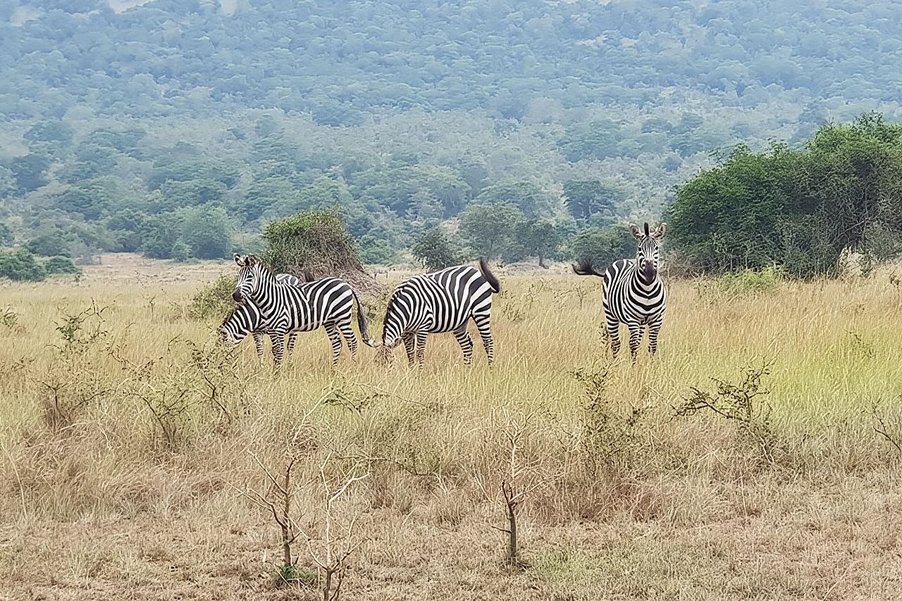 Eintägige Pirschfahrt im Akagera-Nationalpark mit einem Geländewagen Ihrer Wahl