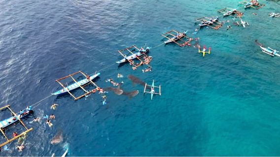 Cebu Oslob: osservazione degli squali balena e tour di Oslob