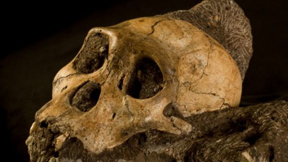 Sterkfontein DMA