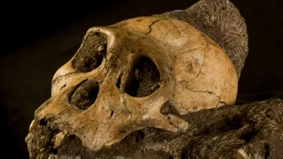 Esplora la culla dell'umanità: tour di mezza giornata alle grotte di Sterkfontein e alle origini di Maropeng