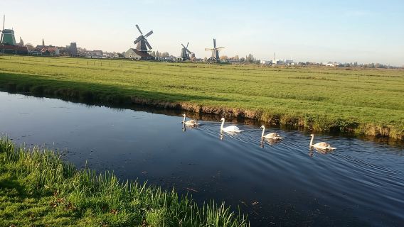 Tour di 4 ore dei mulini a vento di Zaanse Schans in italiano