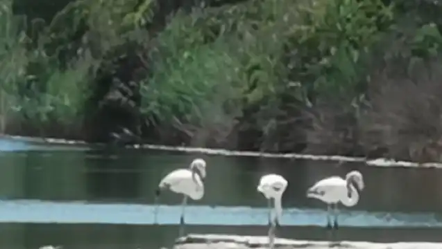 Valencia: Albufera Natural Park Bike and Boat Tour