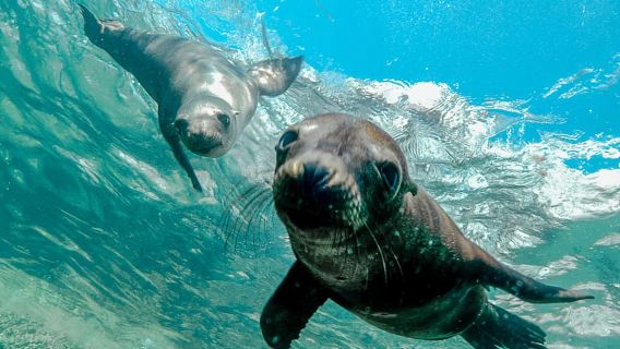Cabo San Lucas: immersioni locali (CSL Marine Park) e corridoio.