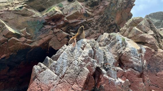 Paracas: Escursione in barca alle Isole Ballestas