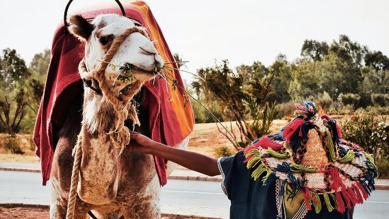 full day private tour of tangier from the cruise ship pick up