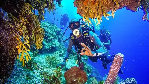 カタリナ島でのスキューバダイビング - オールインクルーシブ - 日帰りツアー