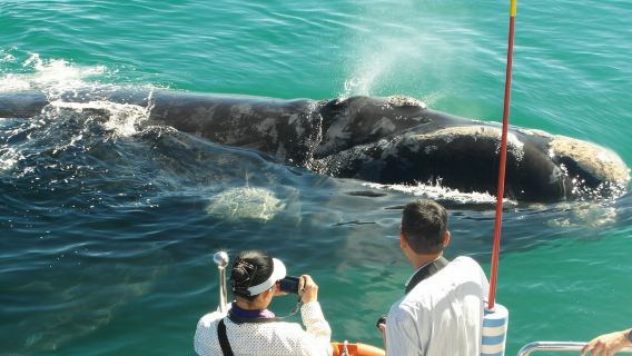 Whale and Dolphin Watching Tour in Hermanus, South Africa (Join the whale watching team/dolphin encounter)