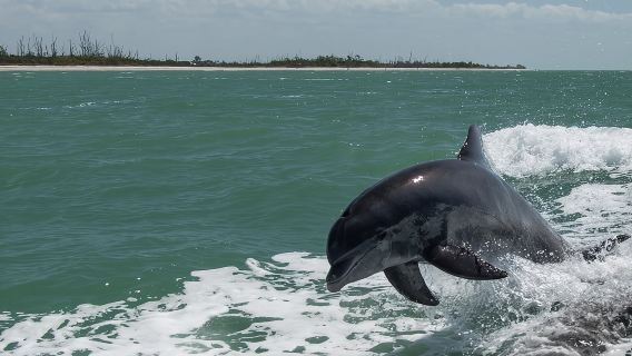 PRIVATE Eco Boat Trip out of Naples Bay, FL , island stop incl.