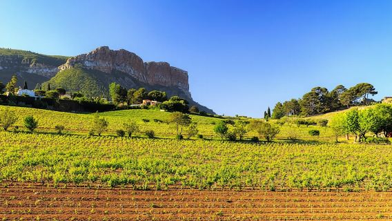 Wine tour in Bandol and Cassis from Marseille