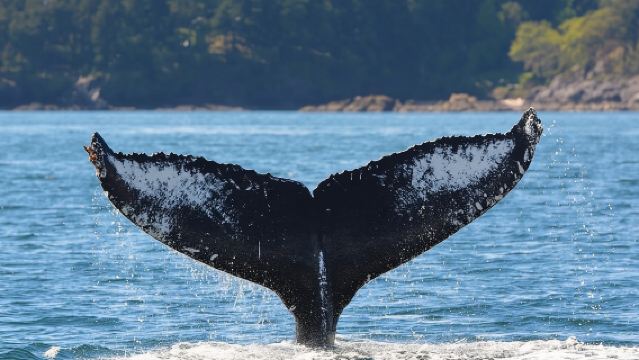 Victoria Zodiac Boat Whale Watching Adventure 