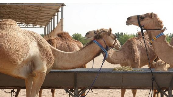 Visite autoguidée de l'usine de chameaux de Dubaï