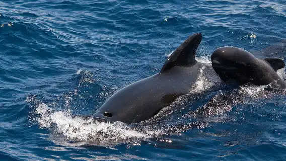 Whales & Dolphins watching in exclusive sailboat